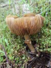 Armillaria mellea image