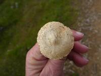 Agrocybe pediades image