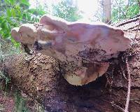Fomitopsis pinicola image