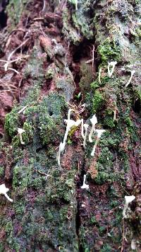 Lichenomphalia umbellifera image