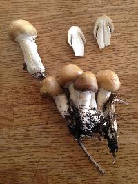 Agrocybe praecox image
