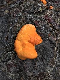 Pycnoporus coccineus image