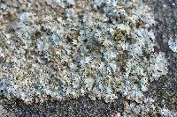 Parmelia saxatilis image