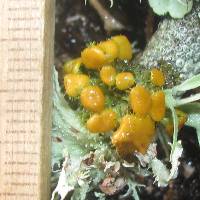 Thumbnail image of current specimen