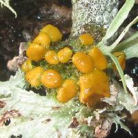 Thumbnail image of current specimen