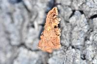 Phellinus gilvus image