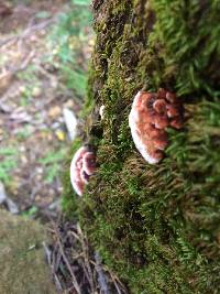 Fomitopsis cajanderi image