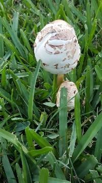 Thumbnail image of current specimen
