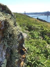 Niebla homalea image