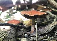 Leratiomyces ceres image