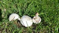 Leucoagaricus leucothites image