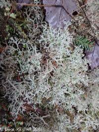 Cladonia rangiferina image