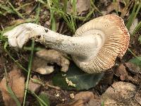 Amanita velosa image