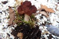 Gyromitra esculenta image