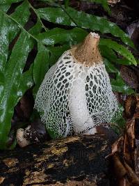 Phallus indusiatus image