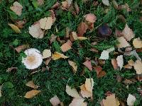 Lactarius pubescens image