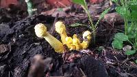 Leucocoprinus birnbaumii image