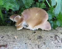 Pleurotus ostreatus image