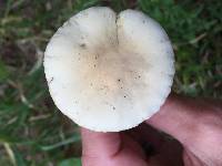 Agrocybe praecox image