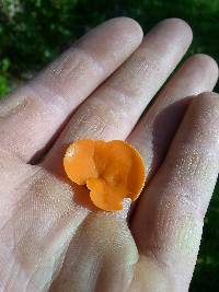 Aleuria aurantia image
