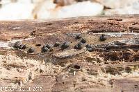 Annulohypoxylon thouarsianum image