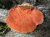 Pycnoporus coccineus image