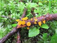 Guepiniopsis alpina image