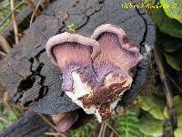 Panus neostrigosus image