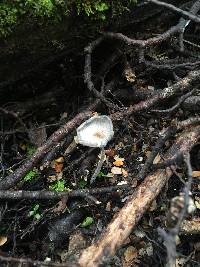 Coprinopsis lagopus image