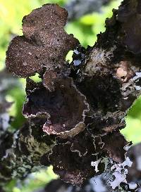 Sticta limbata image