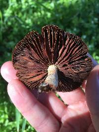 Leratiomyces ceres image