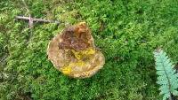 Hypomyces chrysospermus image