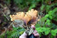 Polyporus varius image