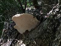 Ganoderma brownii image