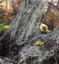 Ramalina menziesii image
