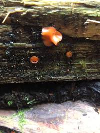 Scutellinia scutellata image
