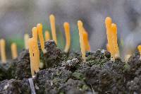 Media resource of Multiclavula vernalis