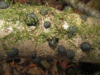 Annulohypoxylon thouarsianum image