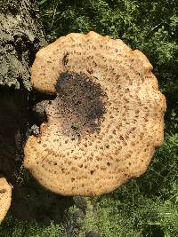 Polyporus squamosus image