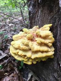 Laetiporus sulphureus image