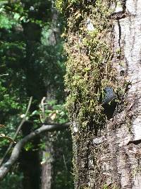 Annulohypoxylon thouarsianum image