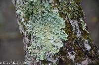 Thumbnail image of current specimen