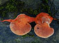 Pycnoporus coccineus image
