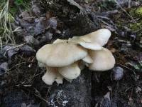 Pleurotus populinus image