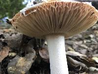 Amanita velosa image