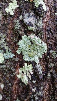 Myelochroa galbina image