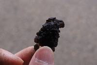Exidia glandulosa image