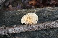 Polyporus alveolaris image
