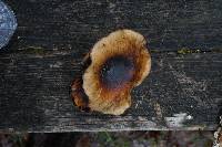 Media resource of Phellinus badius