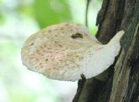 Polyporus squamosus image